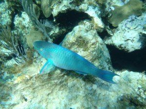 Snorkeling near Danger Reef  Bahamas