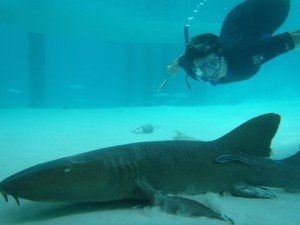Nurse Sharks, Shroud Cay